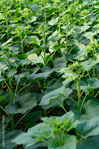 immature sun flower field in a morning vertical composition