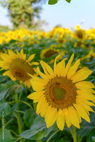 blooming sunflower in the field vertical composition