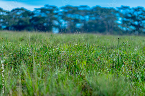 Beautiful views of the grass flowers field with green pine trees background in the windy morning. Soft focus. Nature background concept.