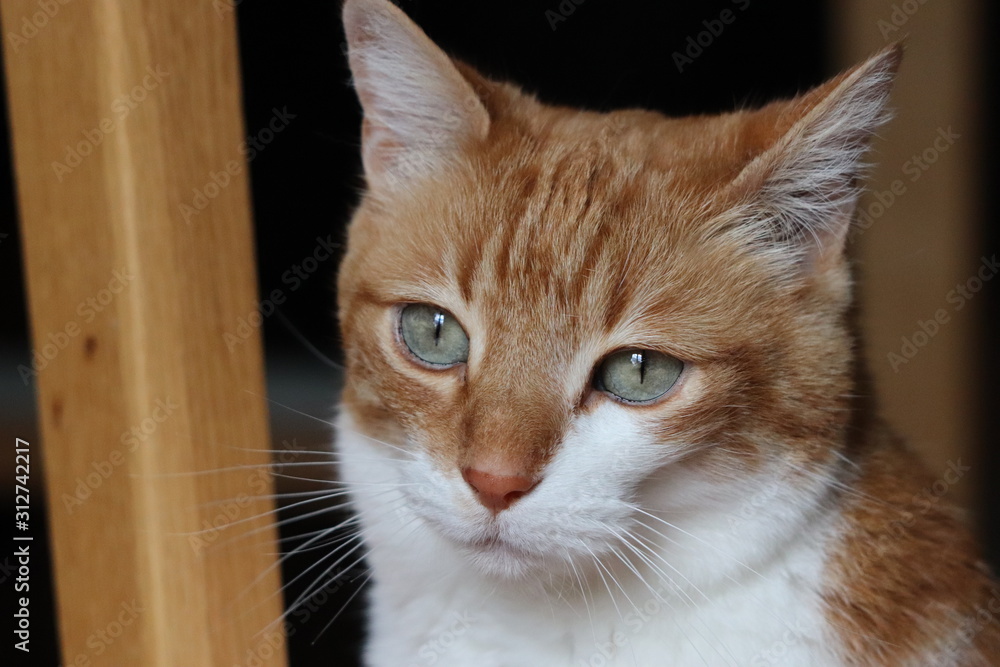 Domestic cat face closeup in a house.