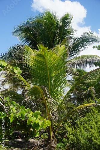 Carribean palm tree