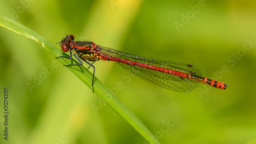 red damselfly dragonfly in detail sitting on grass blade