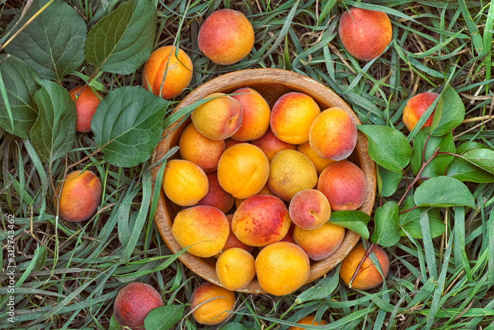 Organic apricots in a wooden bowl Organic apricots in a wooden bowl