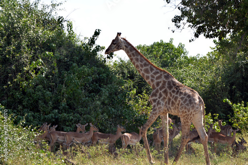 giraffe in the chobe national park  botswana 