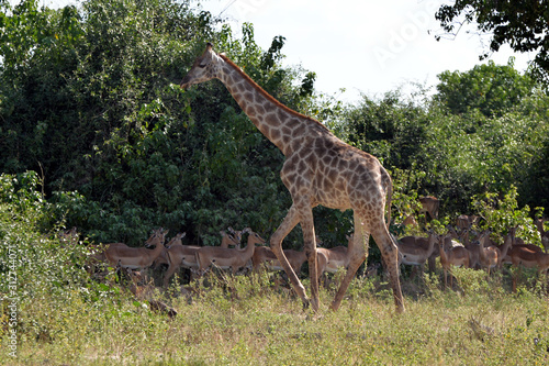 Fototapeta Naklejka Na Ścianę i Meble -  giraffe in the chobe national park (botswana)