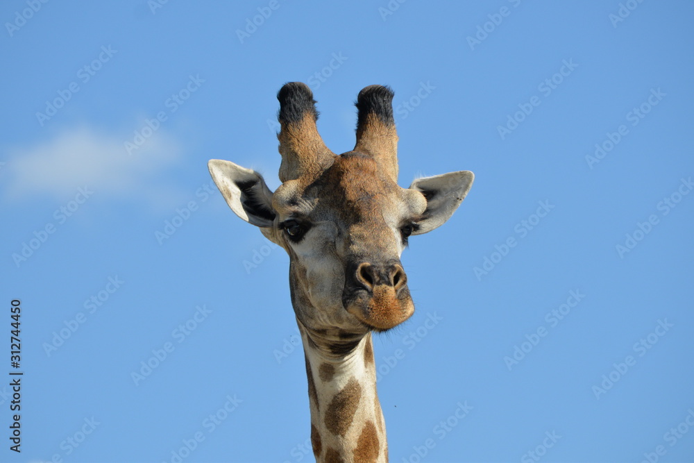 giraffe in the chobe national park (botswana)