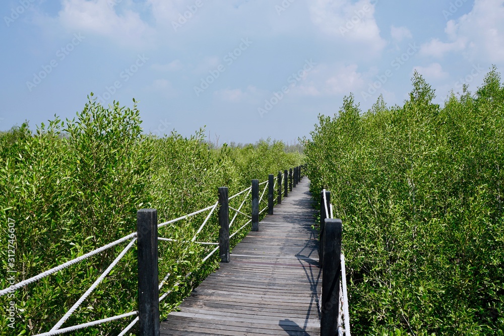 A long trail through mangrove forest under cloudy blue sky