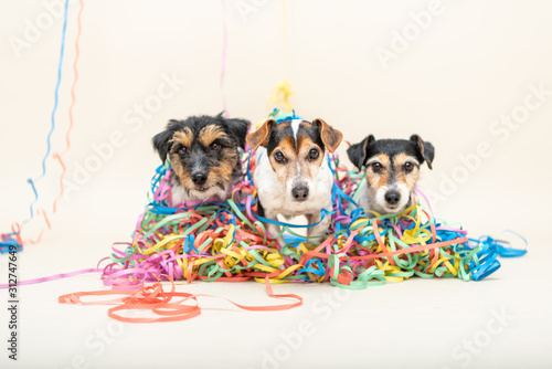 Photography Three cute naughty party dog