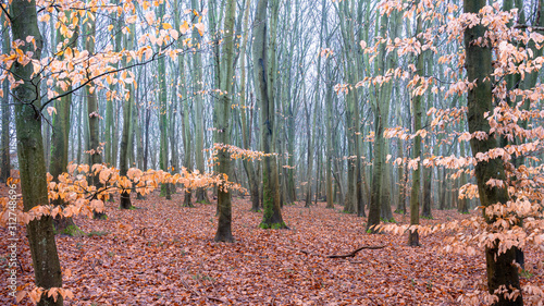 Forrest with fallen leaves