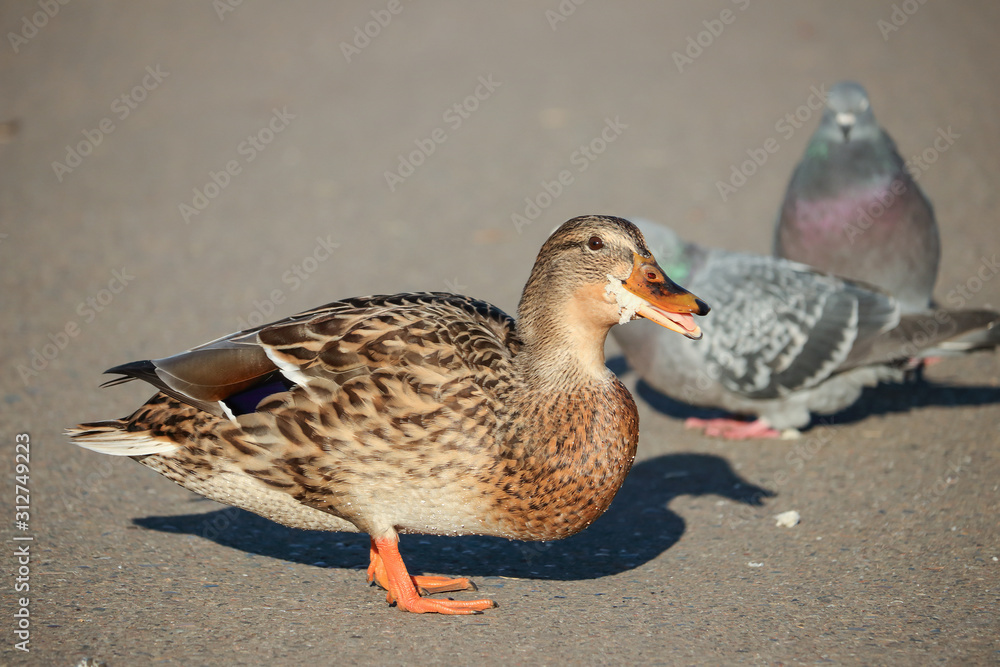 A well-fed female mallard duck stepped on the sidewalk and eats A well-fed female mallard duck stepped on the sidewalk and eats