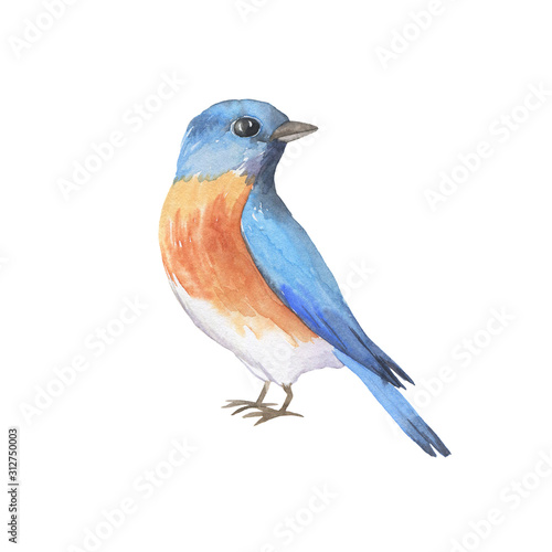 Eastern bluebird isolated on white background. Hand drawn watercolor illustration.