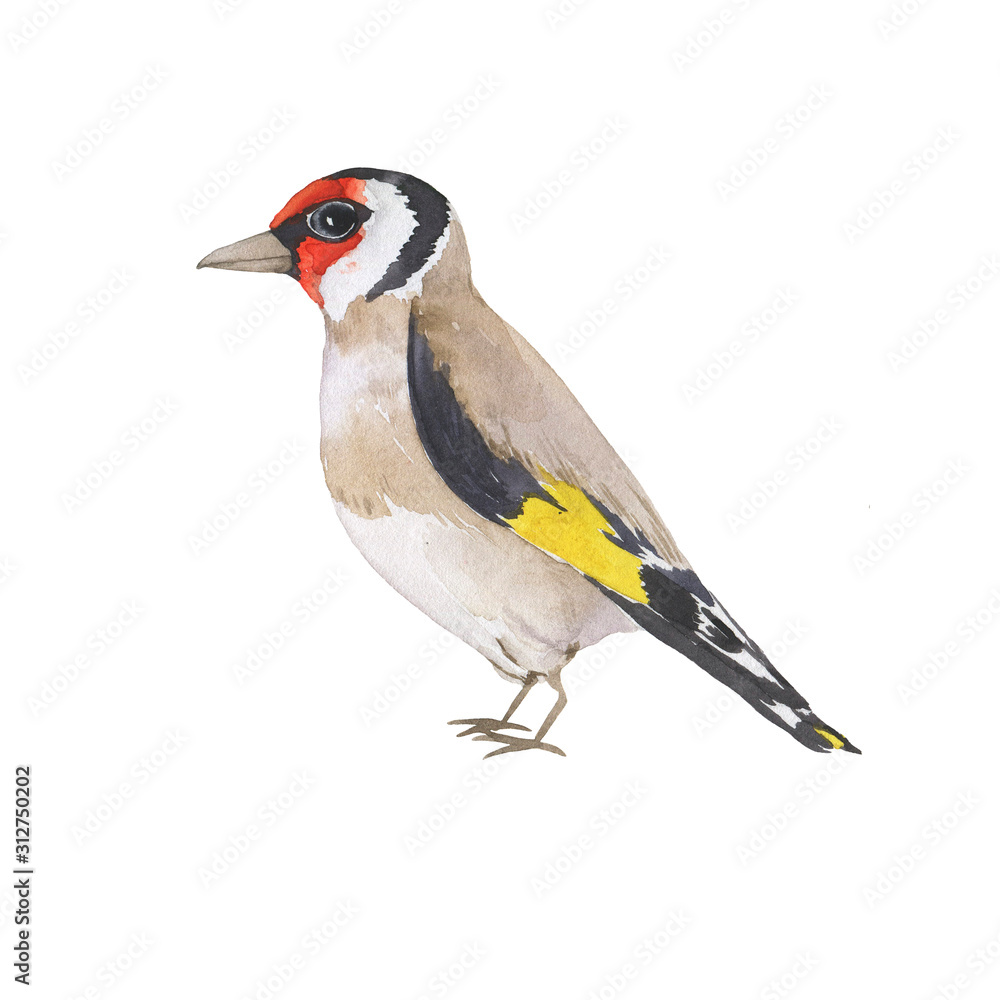 Obraz premium Beautiful goldfinch bird isolated on white background. Hand drawn watercolor illustration.
