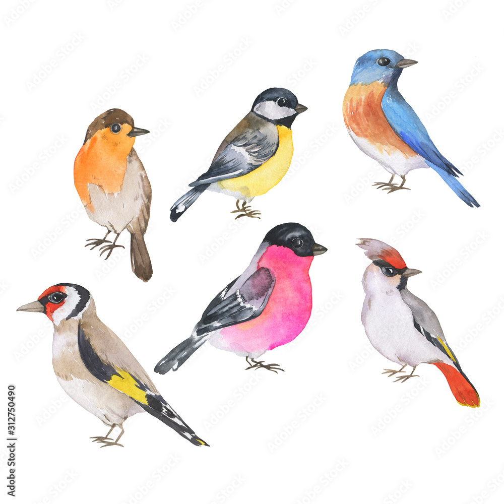 Set of wild beautiful birds isolated on white background. Bluebird, titmouse, goldfinch, robin, waxwing, bullfinch. Hand drawn watercolor illustration. Set of wild beautiful birds isolated on white background. Bluebird, titmouse, goldfinch, robin, waxwing, bullfinch. Hand drawn watercolor illustration.