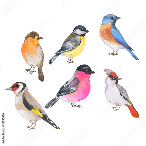Set of wild beautiful birds isolated on white background. Bluebird, titmouse, goldfinch, robin, waxwing, bullfinch. Hand drawn watercolor illustration.