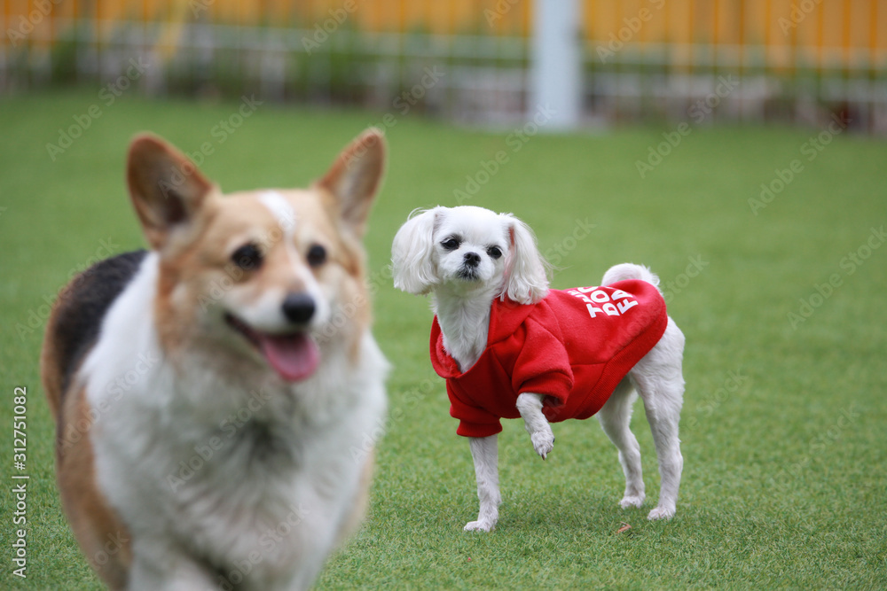 Happy puppies in a private playground