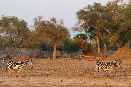 Zebra in the forest of Mana Pools National Park in the dry season in Zimbabwe