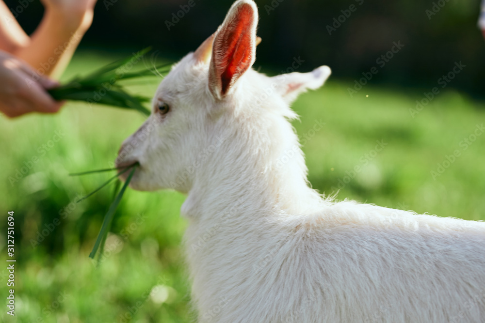 Obraz premium goat on farm