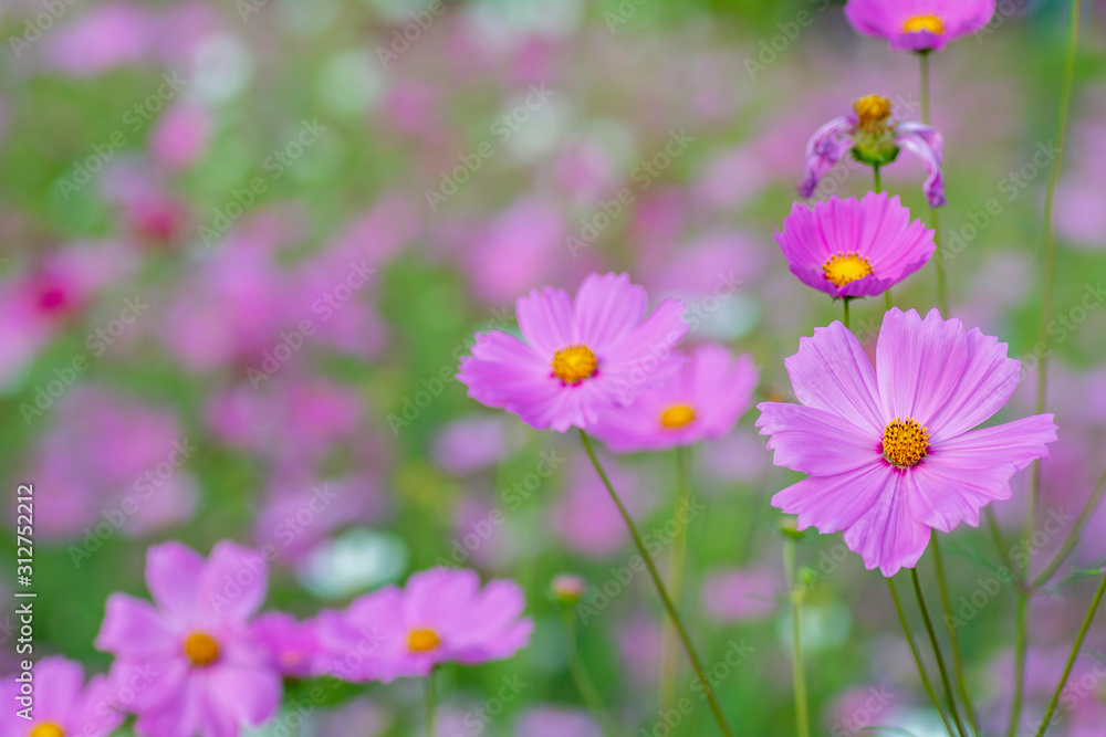 Pink cosmos flowers on Blurred Background Pink cosmos flowers on Blurred Background