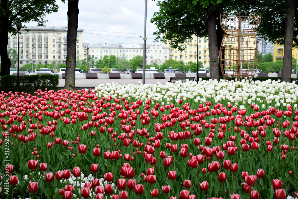 Moscow, Russia - May 13, 2019: Flower beds with red tulips in Gorky Park. Pushkinskaya embankment in the background