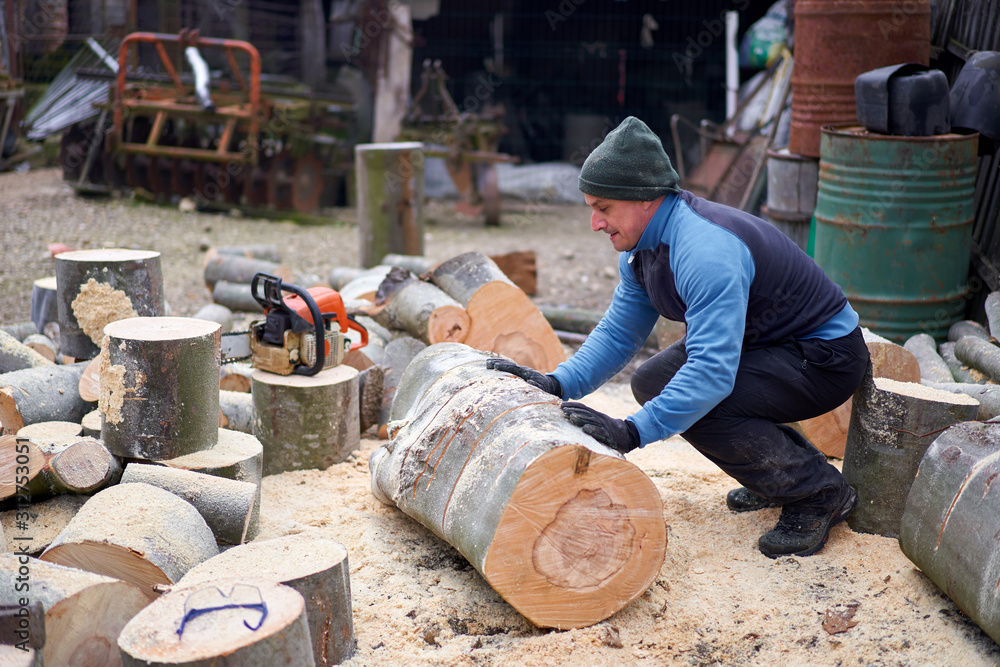 Lumberjack moving beech logs Lumberjack moving beech logs