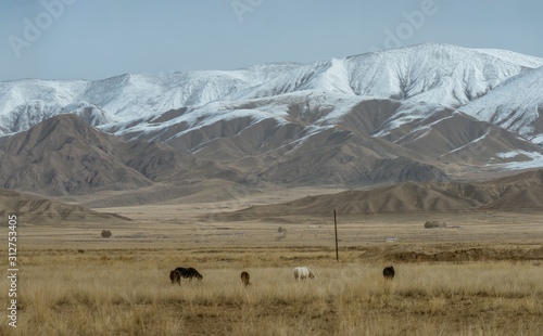 Horses grazing in pasture which under the snow hills
