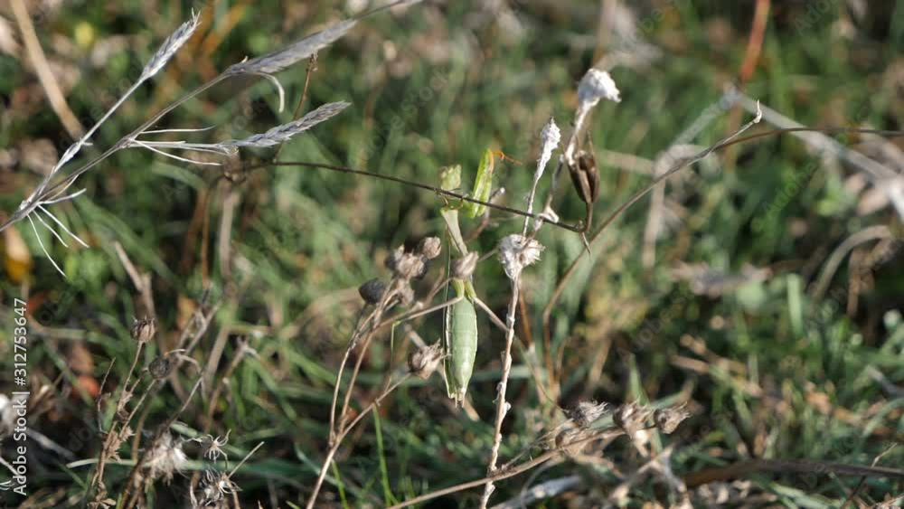 A mantis filmed in the slow motion in natural environment A mantis filmed in the slow motion in natural environment