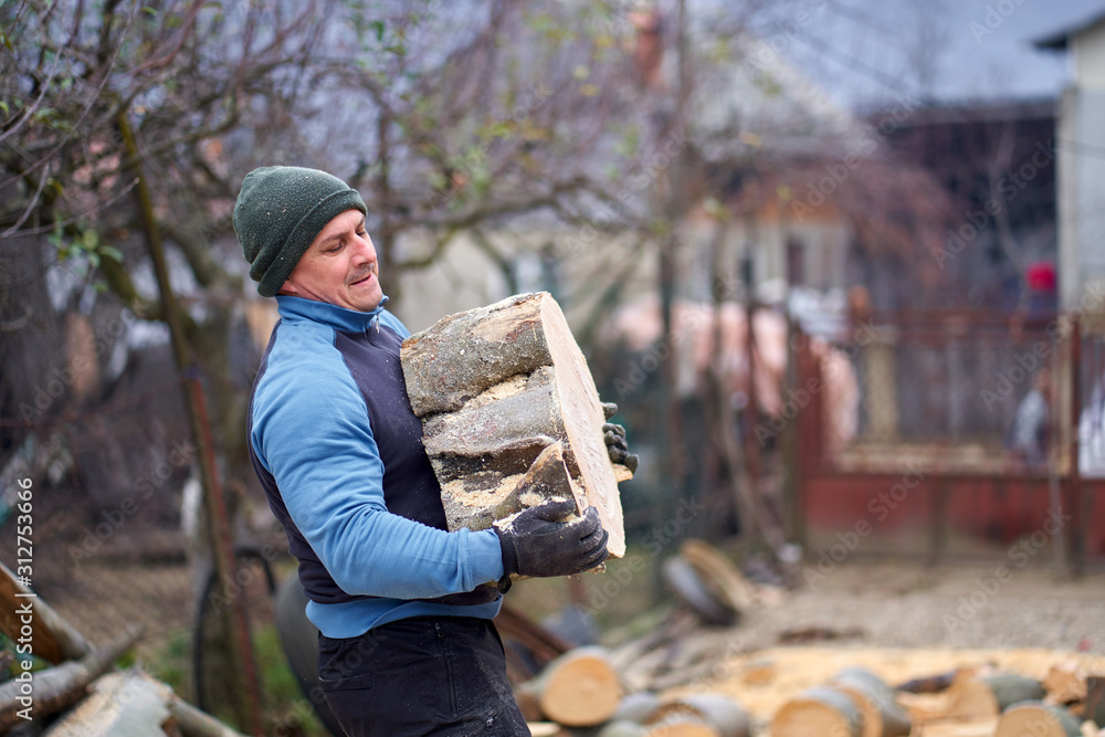 Fototapeta premium Lumberjack moving beech logs
