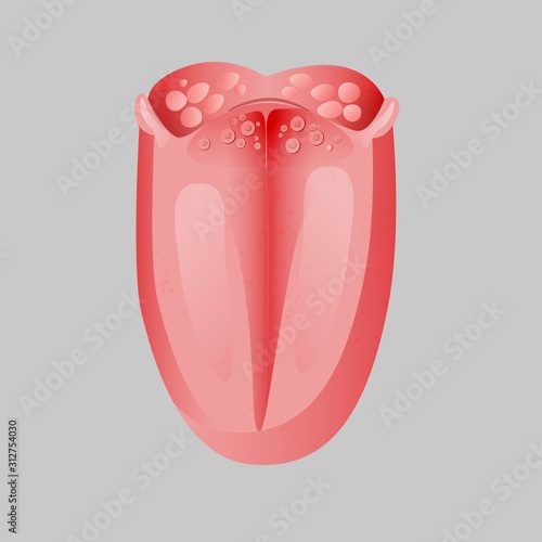 Human realistic tongue icon isolated on white background. Anatomical cartoon textured organ oral lingual system element front view vector graphic illustration