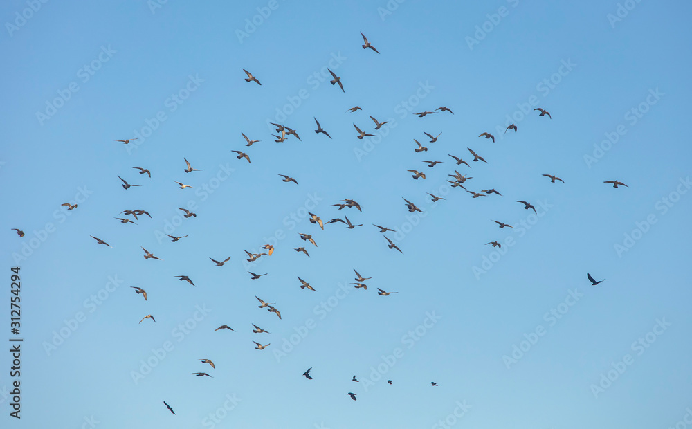 birds flying in the blue sky birds flying in the blue sky