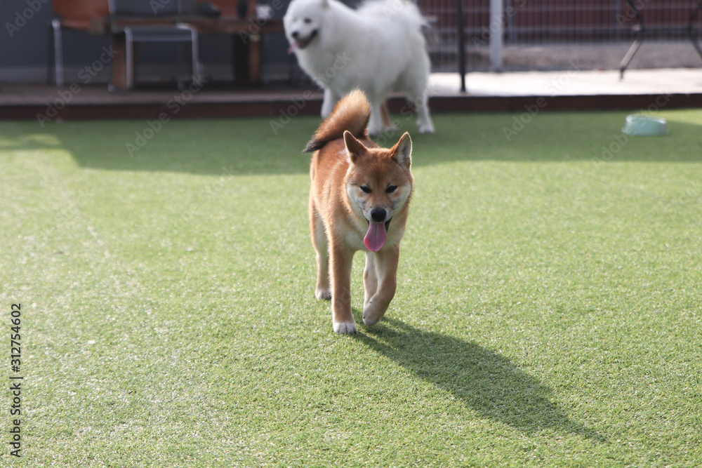 Happy puppies in a private playground Happy puppies in a private playground