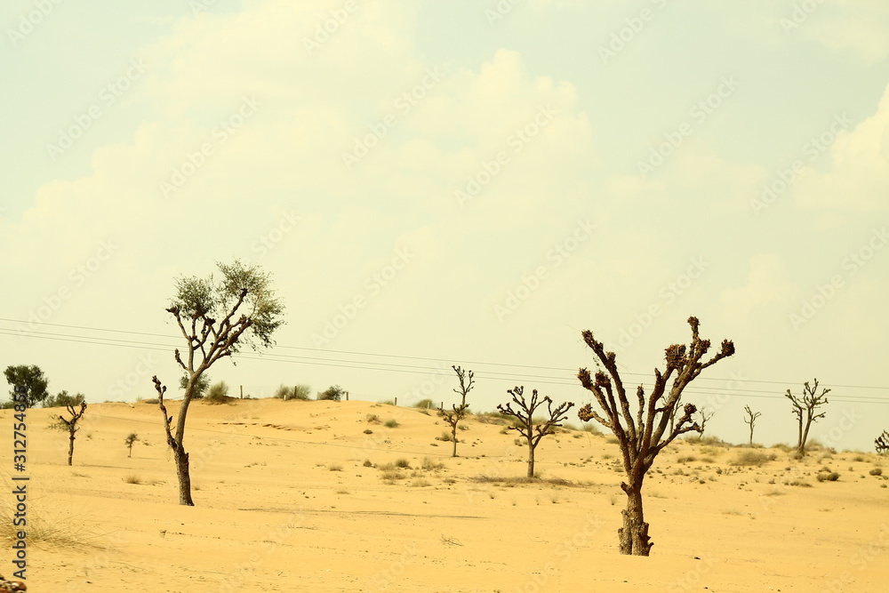 acacia tree in the desert