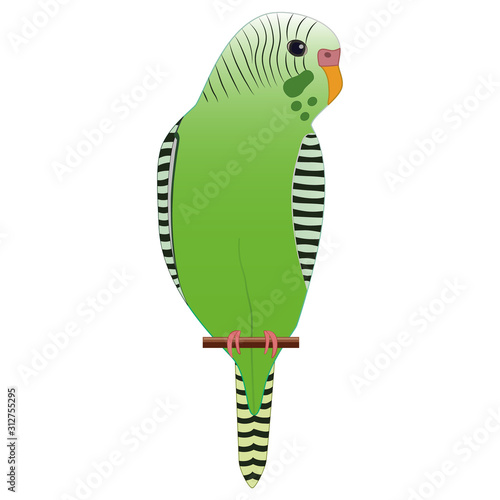 Cute cartoon green budgerigar Eps-10 vector illustration. Hand drawing design on isolated white background.
