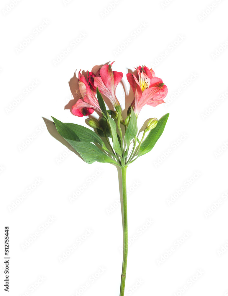 alstroemeria flower sprig on white background alstroemeria flower sprig on white background