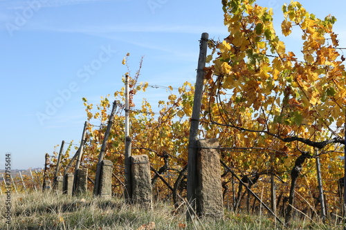Colorful leaves at german vineyard background
