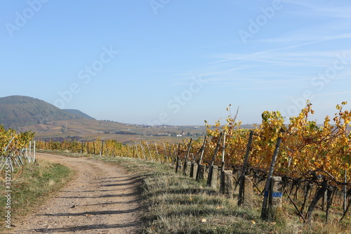Colorful leaves at german vineyard pathway background