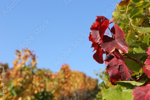 Colorful leaves at german vineyard background