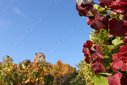Colorful leaves at german vineyard background