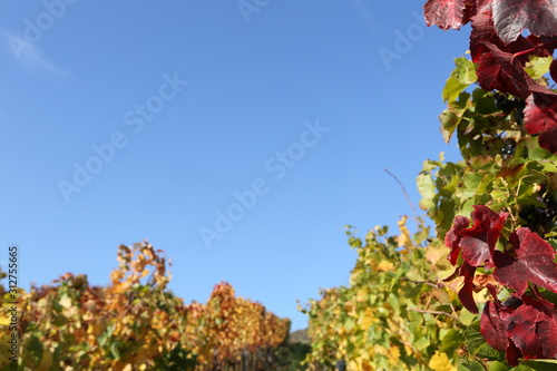 Colorful leaves at german vineyard background