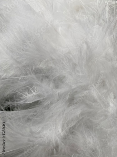 white feathers background