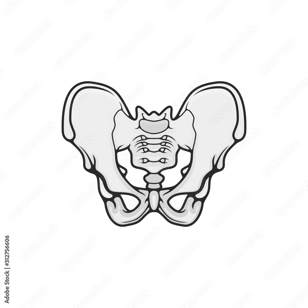 Human skeleton anatomy icon, pelvis bones vector. Body structure element isolated Human skeleton anatomy icon, pelvis bones vector. Body structure element isolated