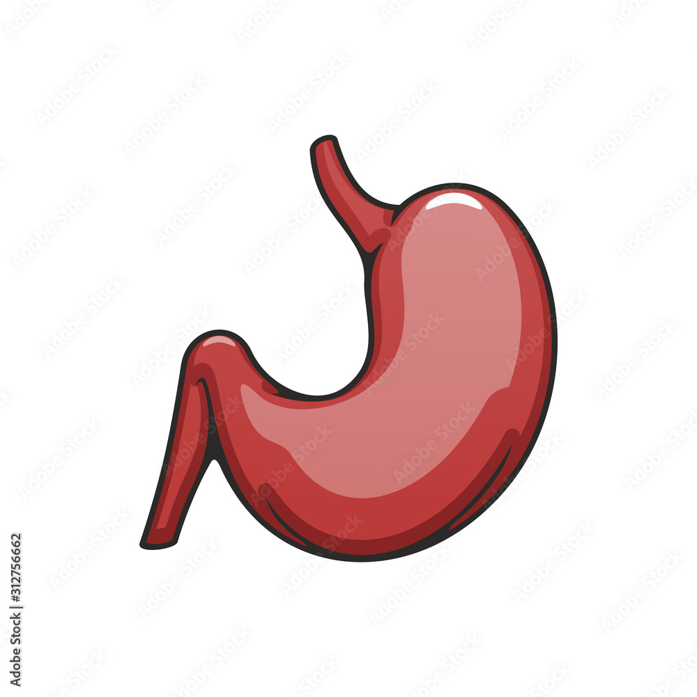 Internal body organ icon, human stomach vector. Digestive system, anatomy element isolated Internal body organ icon, human stomach vector. Digestive system, anatomy element isolated