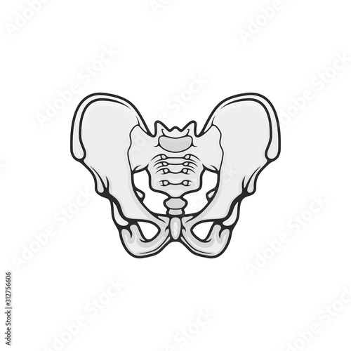 Human skeleton anatomy icon, pelvis bones vector. Body structure element isolated