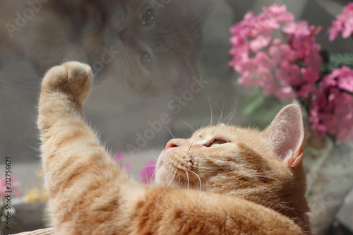 ガラスに映る美猫アメリカンショートヘアー photo