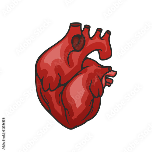 Human heart hollow muscular organ that pumps blood. Vector circulatory systemisolated icon