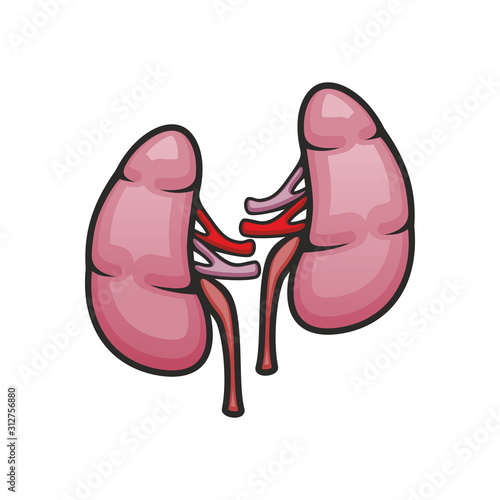 Pair of kidneys in abdominal cavity. Vector human internal organ isolated icon