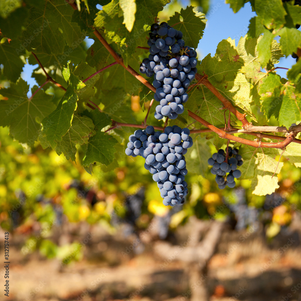 Grappe de raisin noir dans les vignes en France.