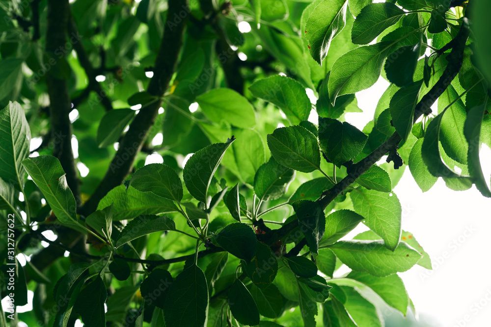 Obraz premium green leaves background