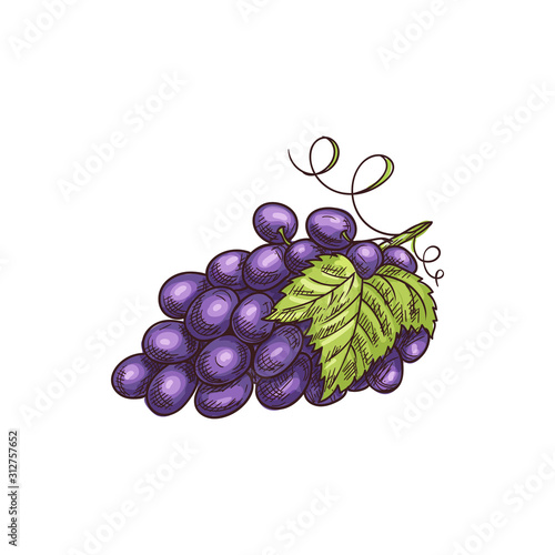 Grapes cluster isolated berries and leaves. vector bunch of grape fruits, purple berry