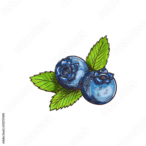 Billede på lærred Huckleberry bilberry blueberry whortleberry isolated sketch
