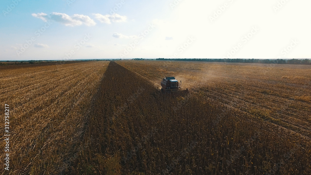 Obraz premium aerial view of harvesting fields with a harvester, harvester working in the field
